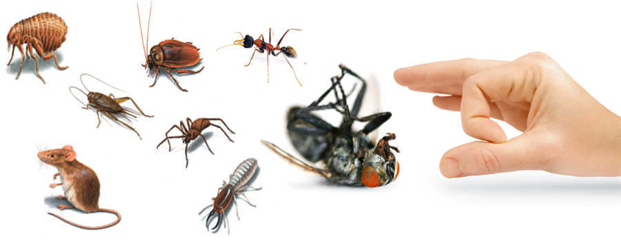 Fly Control Services